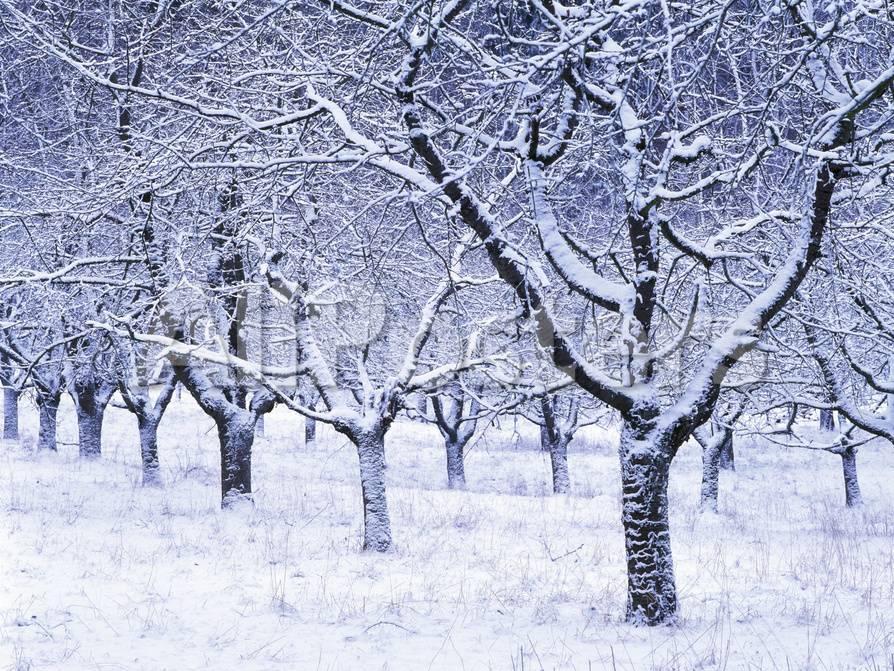 Trees in Winter